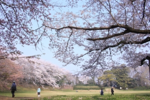 佐倉城址公園を巡る　桜咲く佐倉で「謎解きラリー」開催